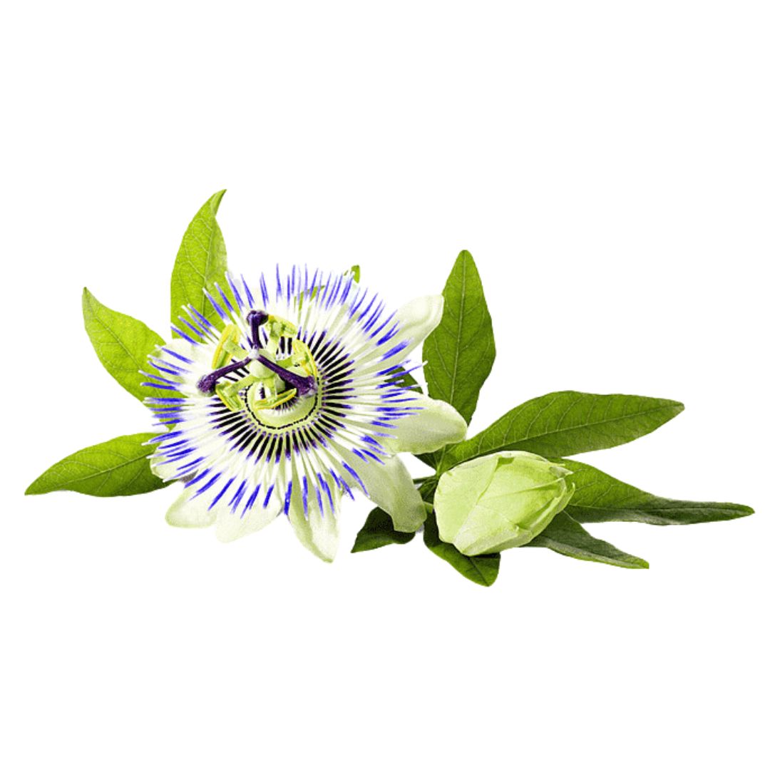 Produktovky Yerba Mate (10)